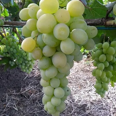 Виноград ФРУМОАСА АЛБЭ  Виноград ФРУМОАСА АЛБЭ в Орле