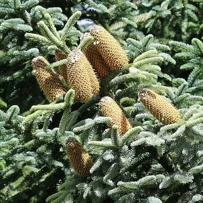 Пихта благородная  Пихта благородная в Орле