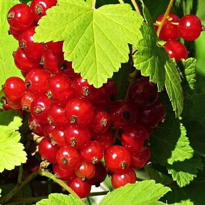 Смородина красная ГАЗЕЛЬ  Смородина красная ГАЗЕЛЬ в Орле