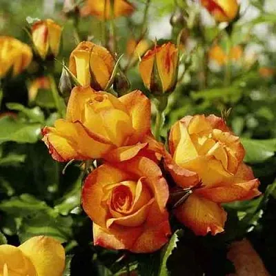 Саженцы роз САХАРА плетистая  Саженцы роз САХАРА плетистая в Орле