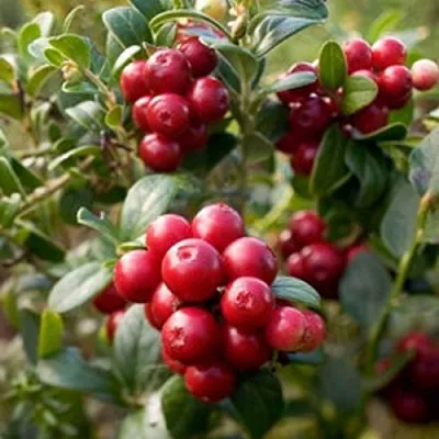 Клюква ХОЛЬШТАЙН  Клюква ХОЛЬШТАЙН в Орле