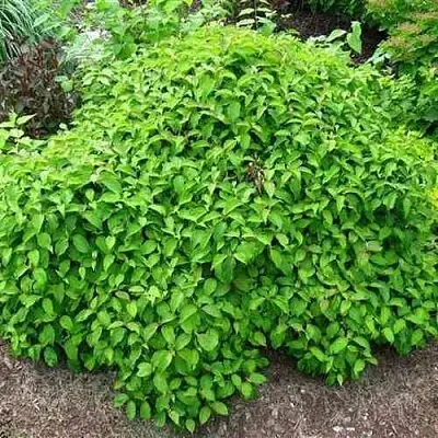 Дерен КЕЛСЕИ шелковистый   Дерен КЕЛСЕИ шелковистый  в Орле