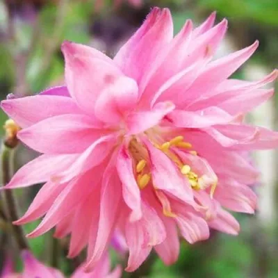 Аквилегия БАРЛОУ ПИНК гибрид МакКаны — описание сорта Аквилегия БАРЛОУ ПИНК гибрид МакКаны в Орле