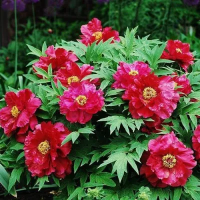 Пион КРАСНЫЙ ЛОТОС древовидный в Орле