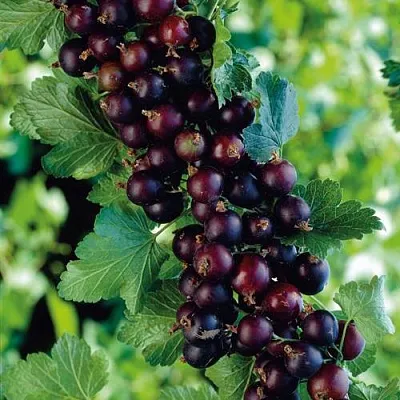 Йошта  Йошта в Орле