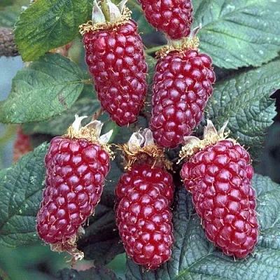 Ежемалина ТАЙБЕРРИ  Ежемалина ТАЙБЕРРИ в Орле