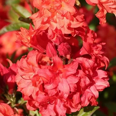 Азалия ФОЙЕРКОПФЕН крупноцветковая  Азалия ФОЙЕРКОПФЕН крупноцветковая в Орле