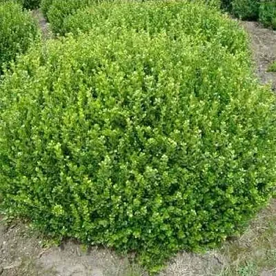 Самшит ФОЛКНЕР  Самшит ФОЛКНЕР в Орле