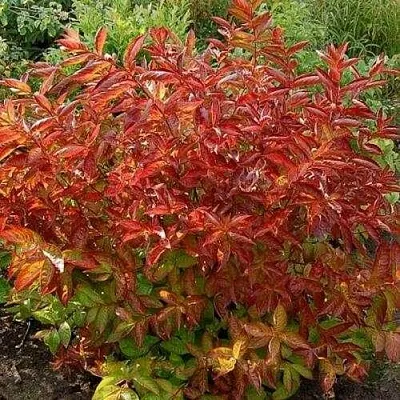 Вейгела ОГНЕННЫЕ КРЫЛЬЯ  Вейгела ОГНЕННЫЕ КРЫЛЬЯ в Орле