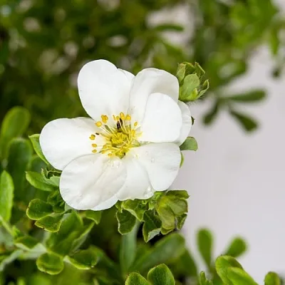 Лапчатка СНОУБЕРД кустарниковая  Лапчатка СНОУБЕРД кустарниковая в Орле