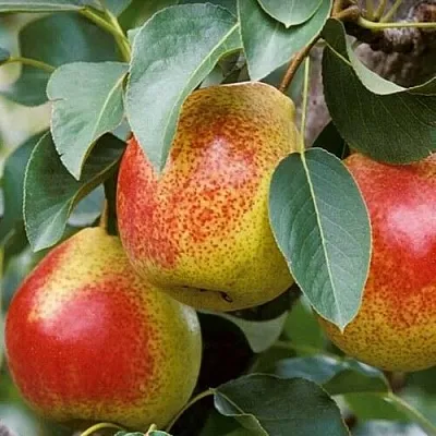 Груша ГОРНАЯ КРАСАВИЦА  Груша ГОРНАЯ КРАСАВИЦА в Орле