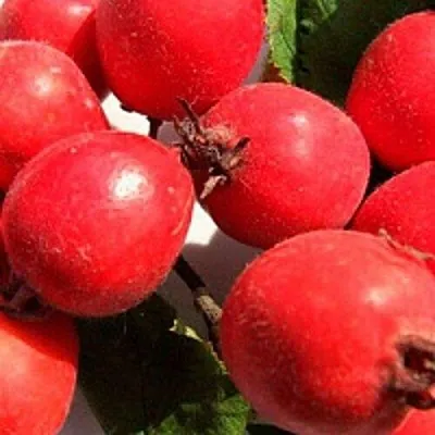 Боярышник КРУПНОПЛОДНЫЙ  Боярышник КРУПНОПЛОДНЫЙ в Орле