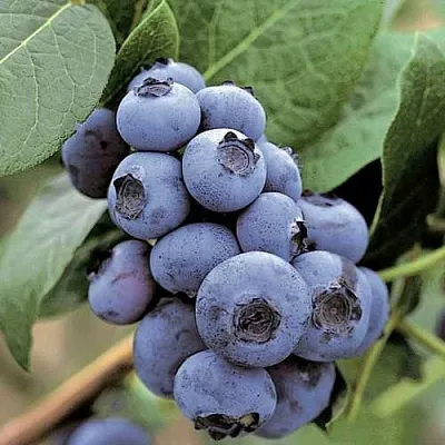 Голубика ПАТРИОТ в Орле