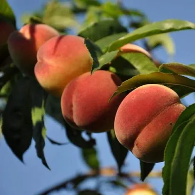 Персик ДАЧНЫЙ  Персик ДАЧНЫЙ в Орле