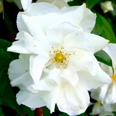 Жасмин РОЗАЦЕ  Жасмин РОЗАЦЕ в Орле