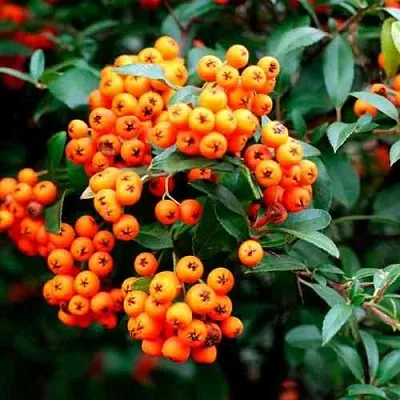 Пираканта ОРАНЖ ГЛОУ  Пираканта ОРАНЖ ГЛОУ в Орле