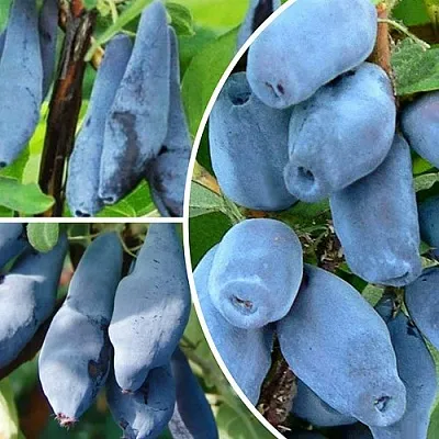 Комплект СИЯНИЕ ГЛАЗ в Орле