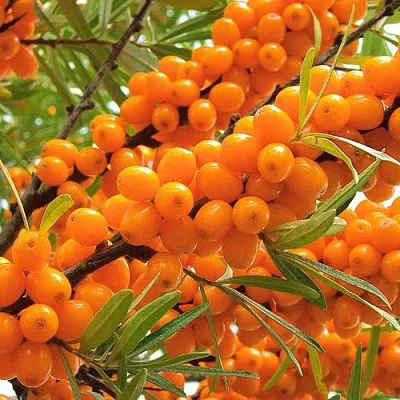 Облепиха  Облепиха в Орле