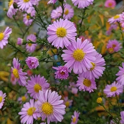 Астра СТРОУБЕРРИ ЭНД КРИМ новобельгийская  Астра СТРОУБЕРРИ ЭНД КРИМ новобельгийская в Орле