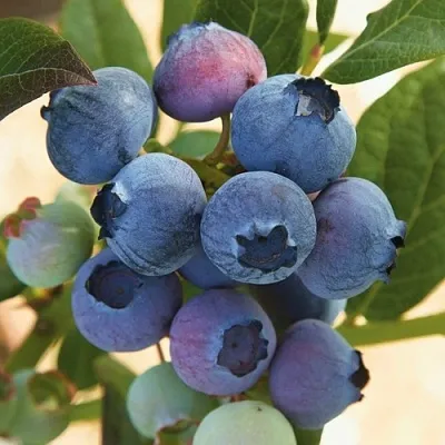 Голубика ОСОРНО  Голубика ОСОРНО в Орле