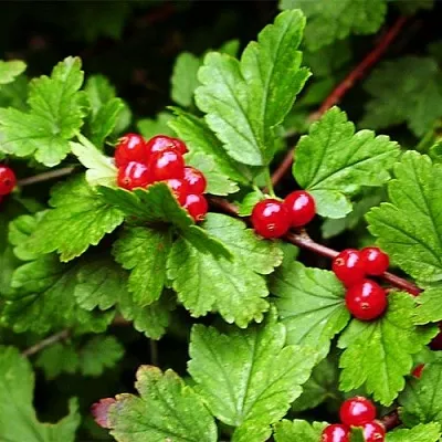 Смородина альпийская  Смородина альпийская в Орле