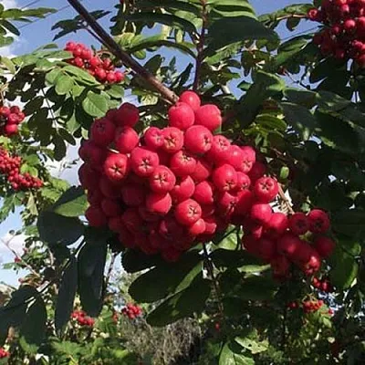 Рябина МОРАВСКАЯ сладкоплодная  Рябина МОРАВСКАЯ сладкоплодная в Орле