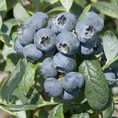 Голубика БРИГИТТА — описание сорта Голубика БРИГИТТА в Орле