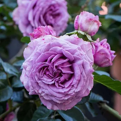 Саженцы роз СИЛЬВЕР КВИК плетистая  Саженцы роз СИЛЬВЕР КВИК плетистая в Орле