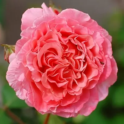 Саженцы роз ЛОРАН КАБРОЛЬ шраб  Саженцы роз ЛОРАН КАБРОЛЬ шраб в Орле