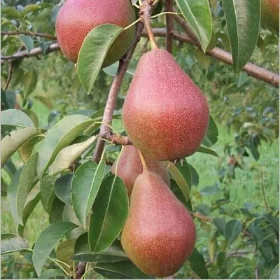 Груша РУМЯНАЯ КЕДРИНА  Груша РУМЯНАЯ КЕДРИНА в Орле