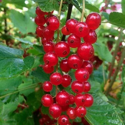 Смородина красная КОНСТАНТИНОВСКАЯ  Смородина красная КОНСТАНТИНОВСКАЯ в Орле