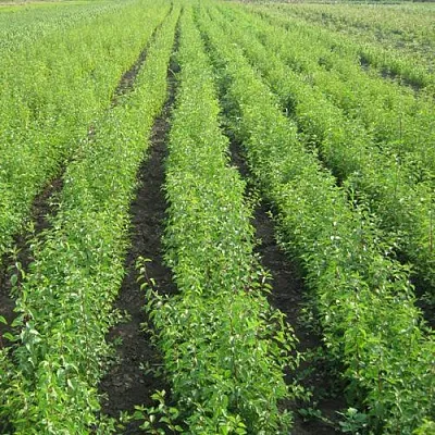 Подвой сливы ДИКАЯ АЛЫЧА в Орле