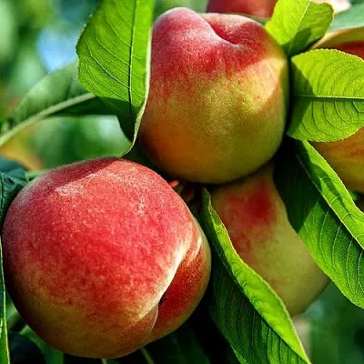 Персик  Персик в Орле