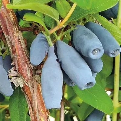 Жимолость съедобная ВОСТОРГ  Жимолость съедобная ВОСТОРГ в Орле