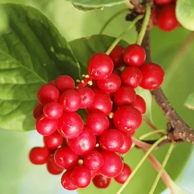 Лимонник ДЕДОВСКИЙ  Лимонник ДЕДОВСКИЙ в Орле