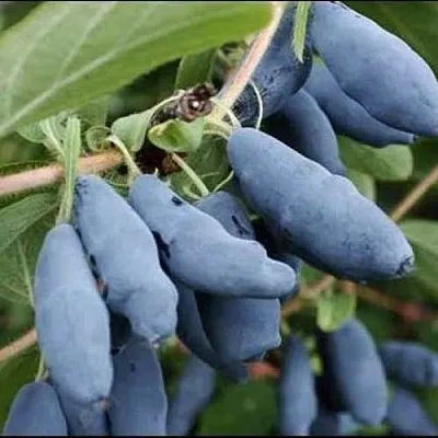 Жимолость съедобная СИНИЙ ШАРИК  Жимолость съедобная СИНИЙ ШАРИК в Орле
