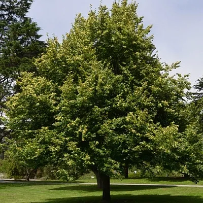 Липа сердцевидная  Липа сердцевидная в Орле