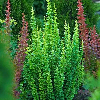 Барбарис ЭРЕКТА тунберга  Барбарис ЭРЕКТА тунберга в Орле