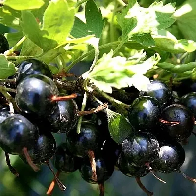 Золотистая  Золотистая в Орле