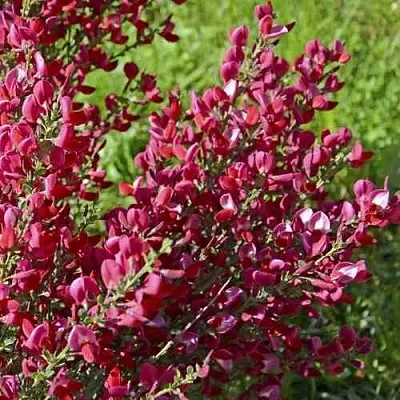 Ракитник БОСКОП РУБИ   Ракитник БОСКОП РУБИ  в Орле