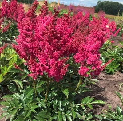 Астильба ЛАКИ ДЕЙ Арендса  Астильба ЛАКИ ДЕЙ Арендса в Орле