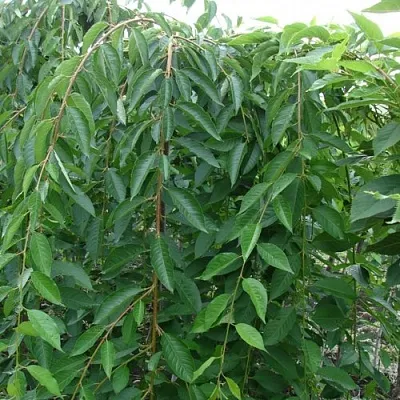 Черешня ПЕНДУЛА декоративная  Черешня ПЕНДУЛА декоративная в Орле