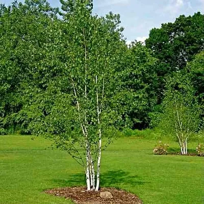 Береза бумажная  Береза бумажная в Орле