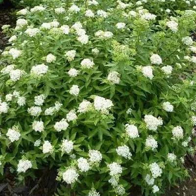 Спирея АЛЬБИФЛОРА японская  Спирея АЛЬБИФЛОРА японская в Орле