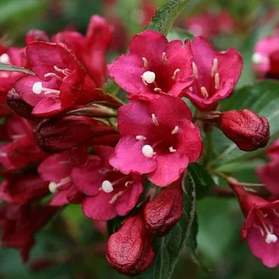 Вейгела ЕВА РАТКЕ  Вейгела ЕВА РАТКЕ в Орле