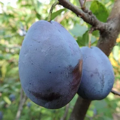 Слива АМЕРС  Слива АМЕРС в Орле