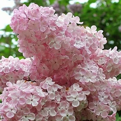 Сирень ВЕЧЕРНИЙ ЗВОН  Сирень ВЕЧЕРНИЙ ЗВОН в Орле