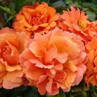 Саженцы роз БРИДЖ ОФ САЙЗ плетистая  Саженцы роз БРИДЖ ОФ САЙЗ плетистая в Орле