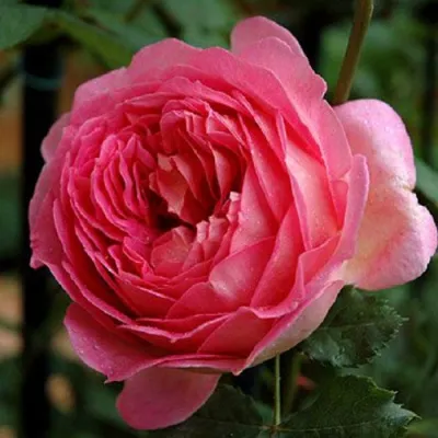 Саженцы роз ДЖУБИЛИ СЕЛЕБРЕЙШН английская в Орле