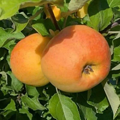 Яблоня АНТОНОВКА ЗОЛОТАЯ  Яблоня АНТОНОВКА ЗОЛОТАЯ в Орле